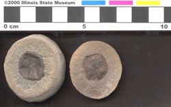 Small image of specimen