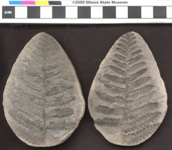 Small image of specimen