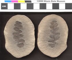 Small image of specimen