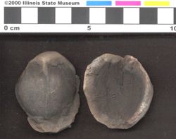 Small image of specimen