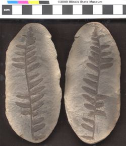 Small image of specimen