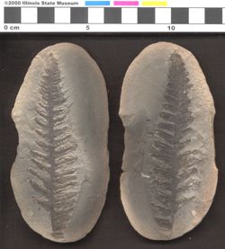 Small image of specimen