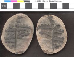 Small image of specimen
