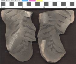 Small image of specimen