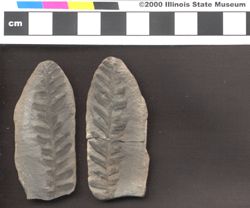 Small image of specimen
