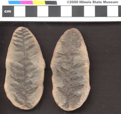 Small image of specimen