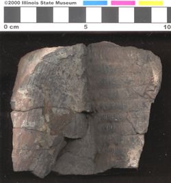 Small image of specimen