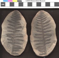 Small image of specimen