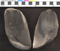 Small image of specimen