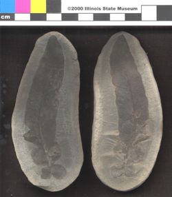 Small image of specimen