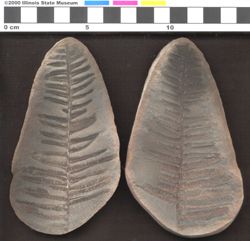 Small image of specimen