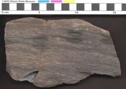 Small image of specimen