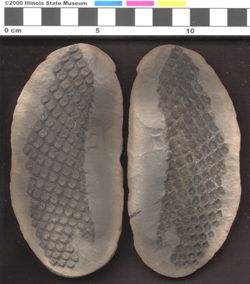 Small image of specimen