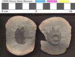 Small image of specimen