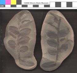 Small image of specimen