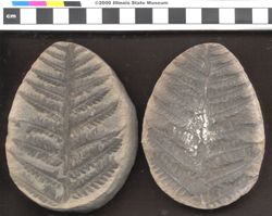 Small image of specimen