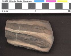 Small image of specimen