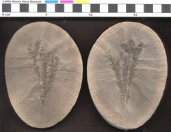 Small image of specimen