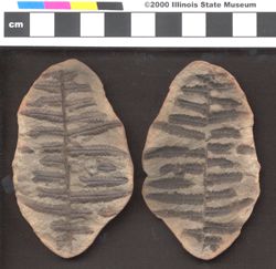 Small image of specimen