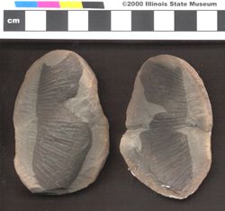 Small image of specimen