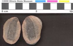 Small image of specimen