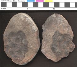Small image of specimen