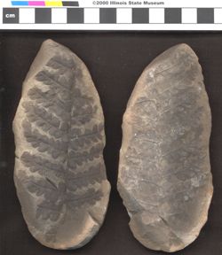 Small image of specimen