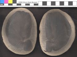 Small image of specimen