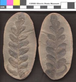 Small image of specimen