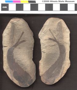 Small image of specimen