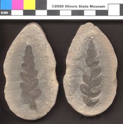 Small image of specimen