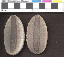 Small image of specimen