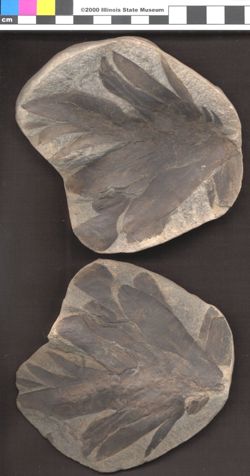 Small image of specimen