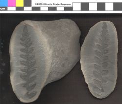 Small image of specimen
