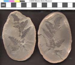Small image of specimen