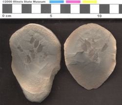 Small image of specimen