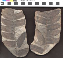 Small image of specimen