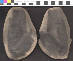 Small image of specimen