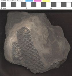 Small image of specimen