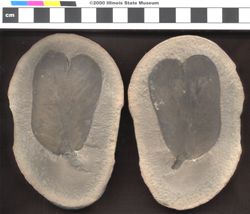 Small image of specimen