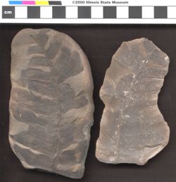 Small image of specimen