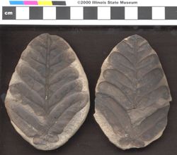 Small image of specimen
