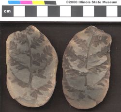 Small image of specimen
