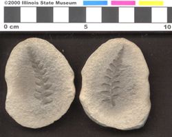 Small image of specimen