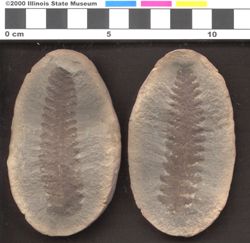 Small image of specimen