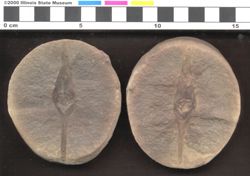 Small image of specimen