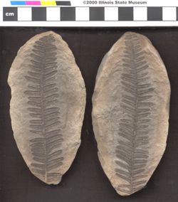Small image of specimen