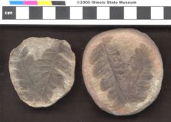Small image of specimen