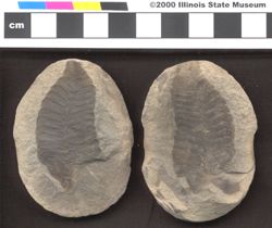 Small image of specimen