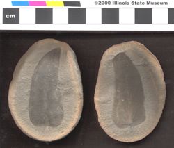 Small image of specimen
